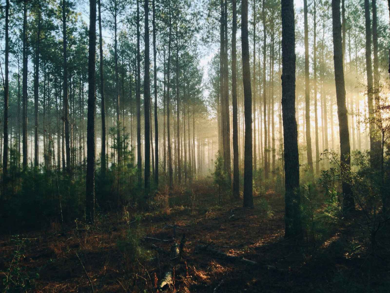 floresta1