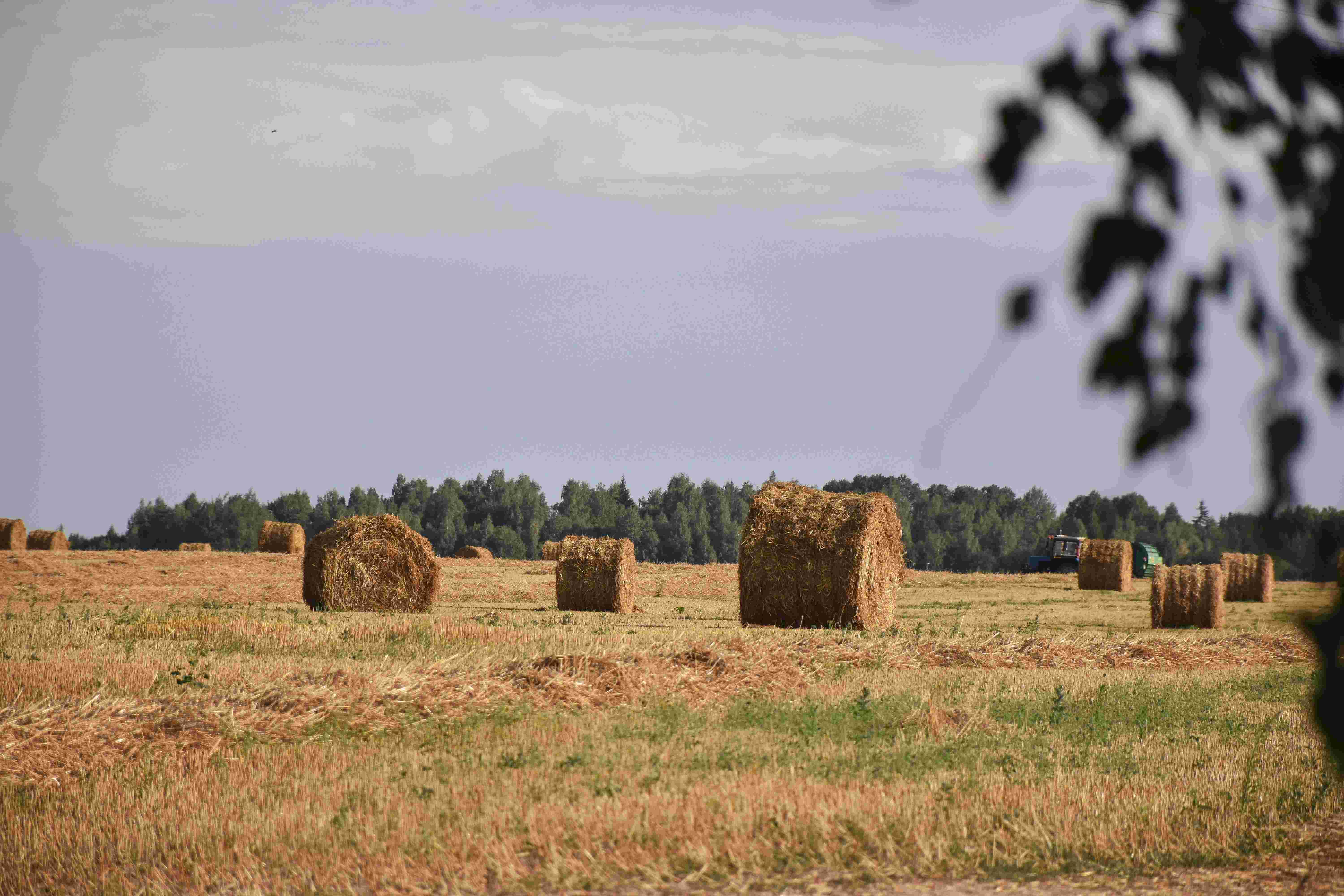 Image of a field with rolled hay bales.