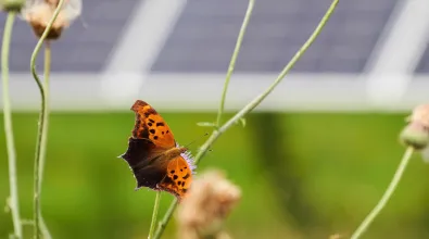 EDP68_Cattlemen_butterfly.jpg