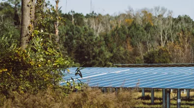 solar_panels_tree.jpg