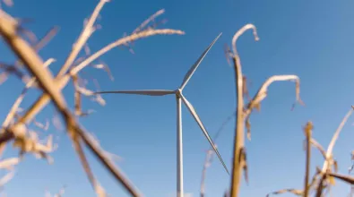 wind_turbine_wheat.jpg