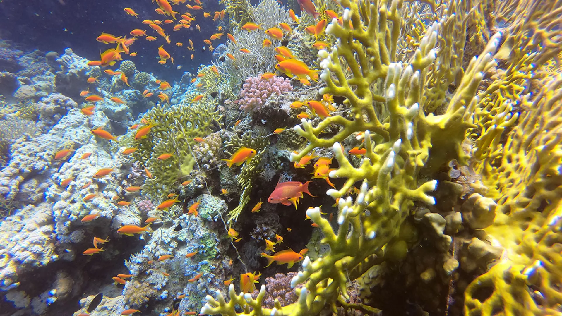 limpeza-dos-oceanos.jpg