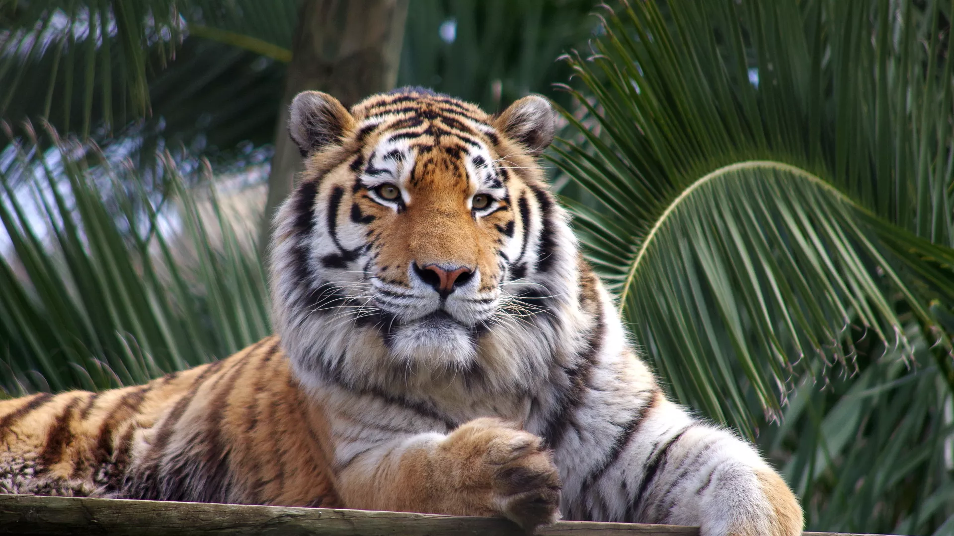 No%20trilho%20do%20vale%20dos%20tigres_%20dia%205_0.jpg