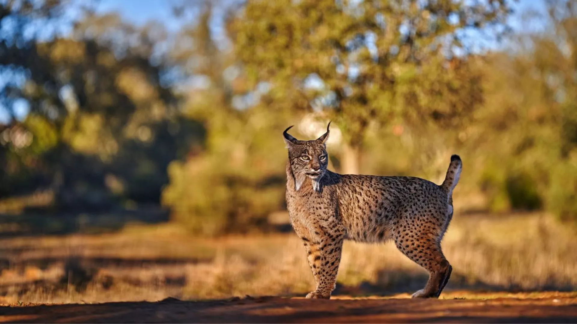 endangered%20species.jpg