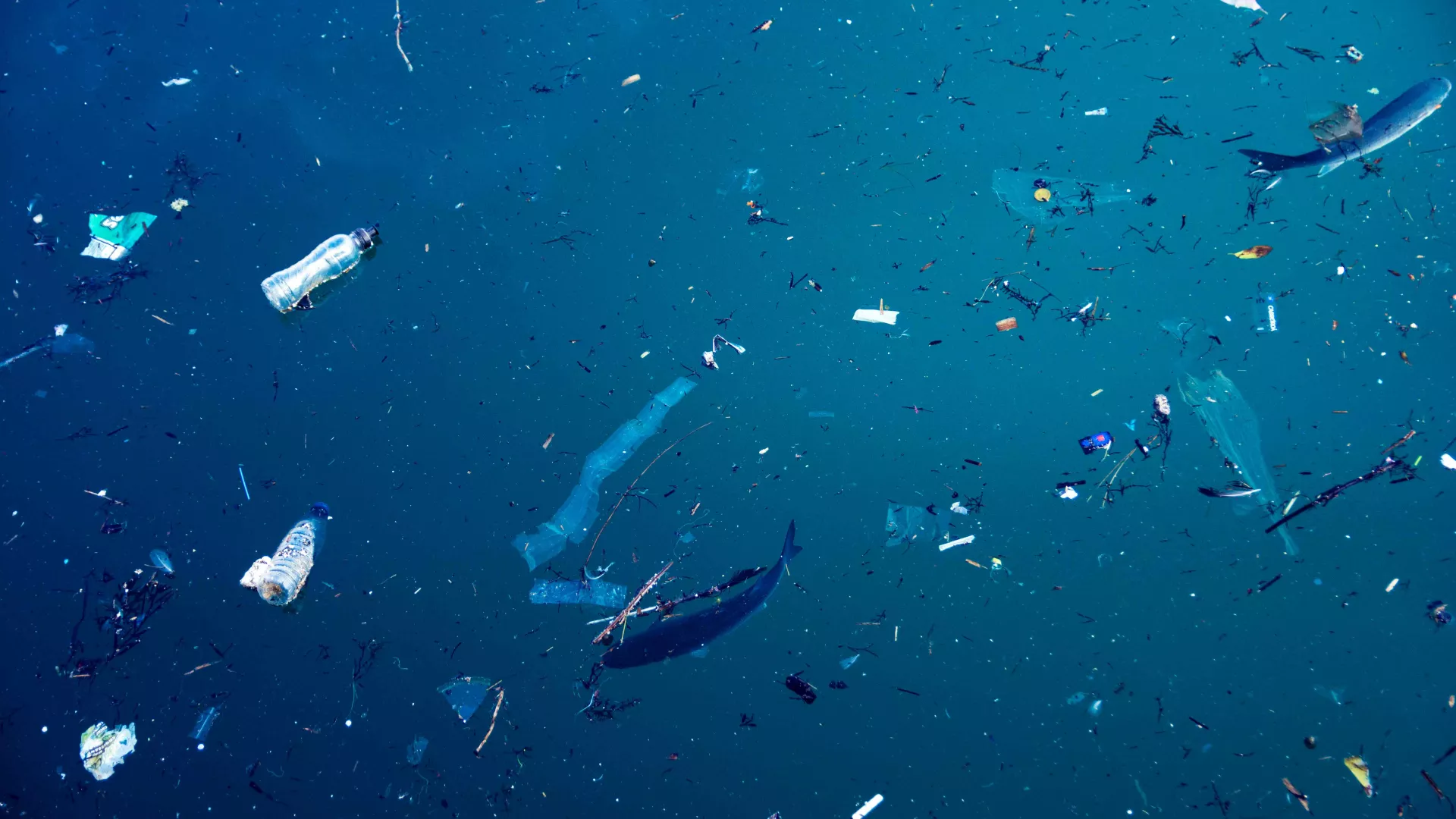 microplasticos_LR.jpg