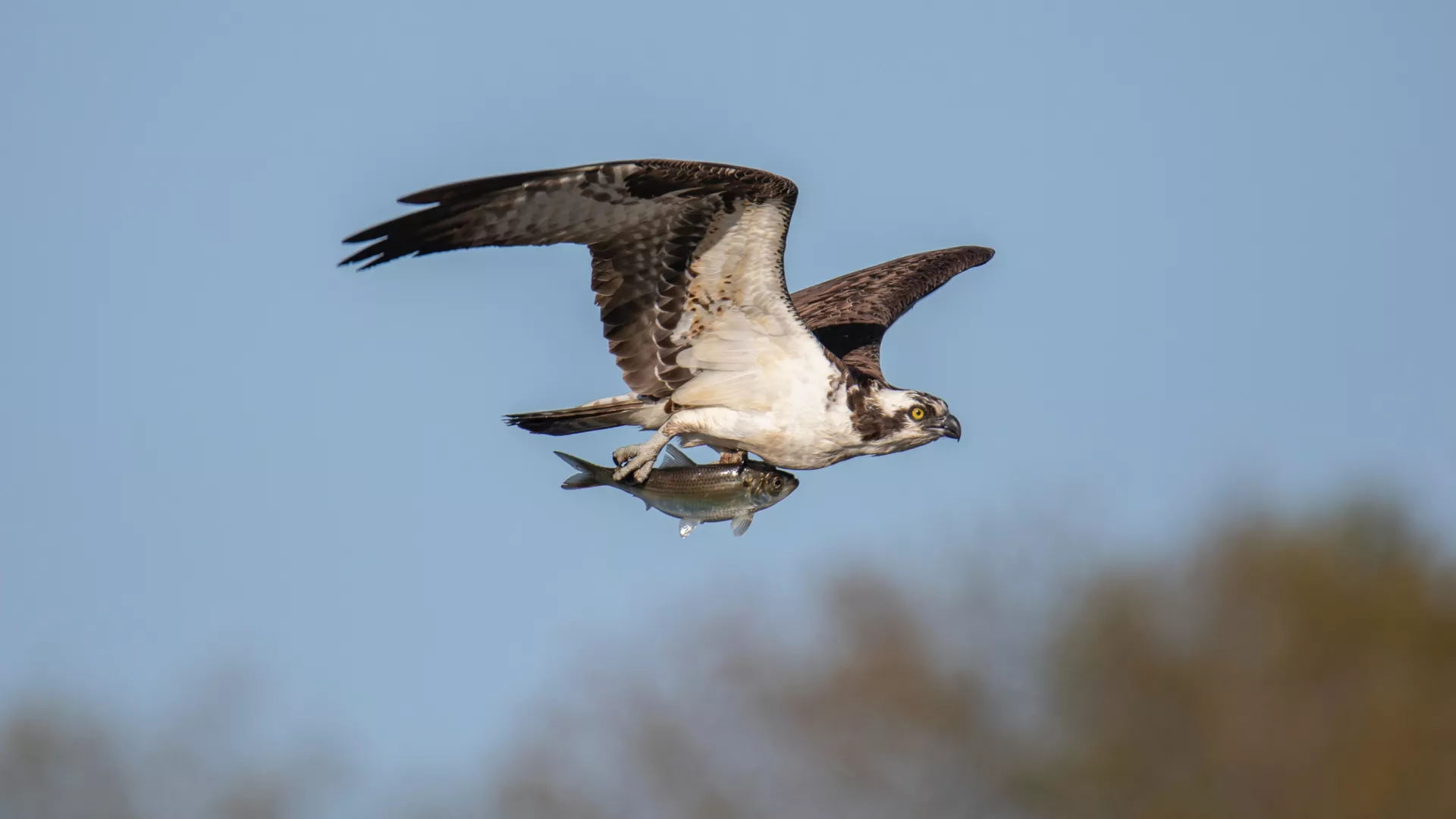 osprey.jpg