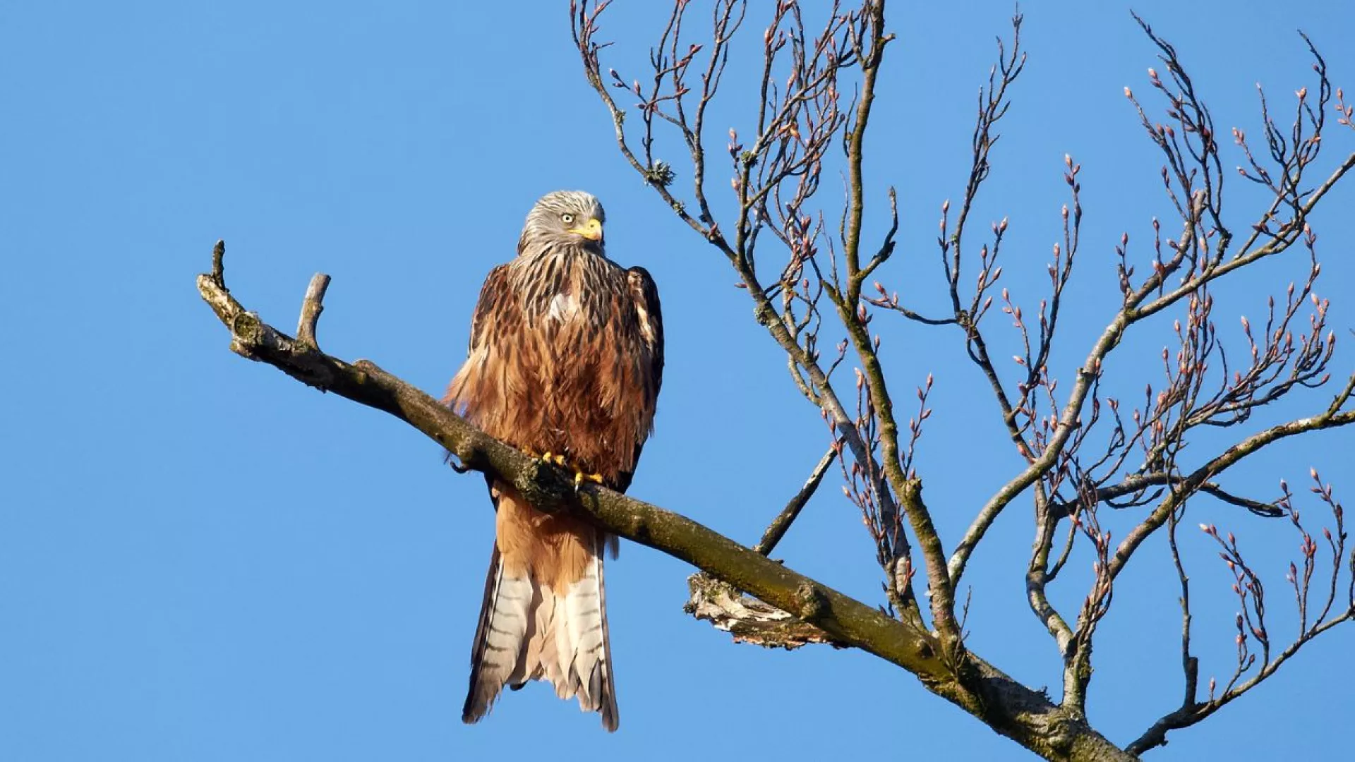 red%20kite%20Conservation.jpg