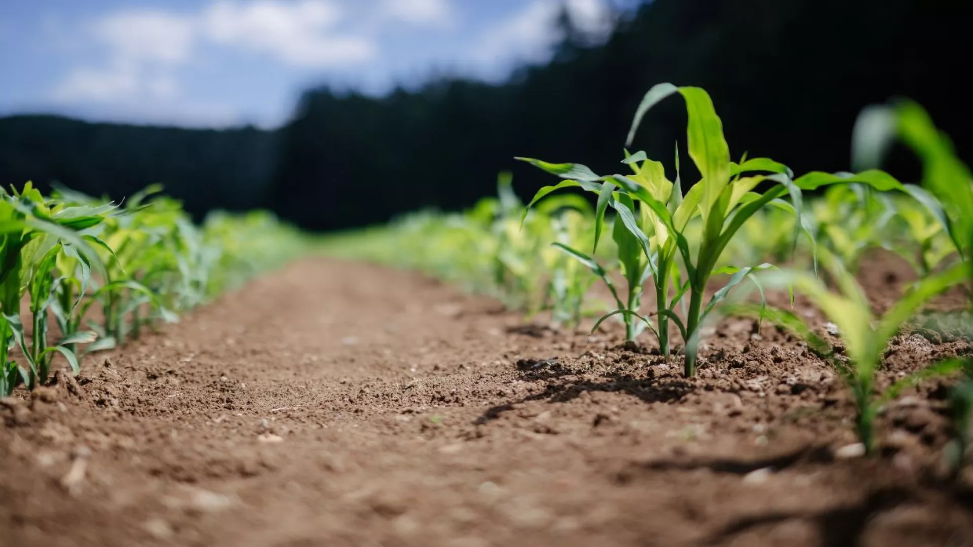 sustainable%20agriculture.jpg