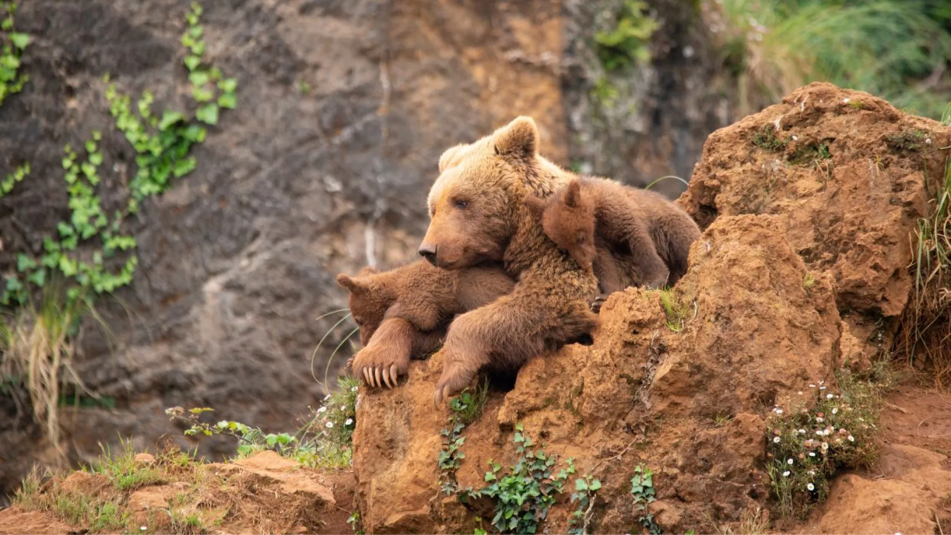 Cantabrian%20brown%20bear.jpg
