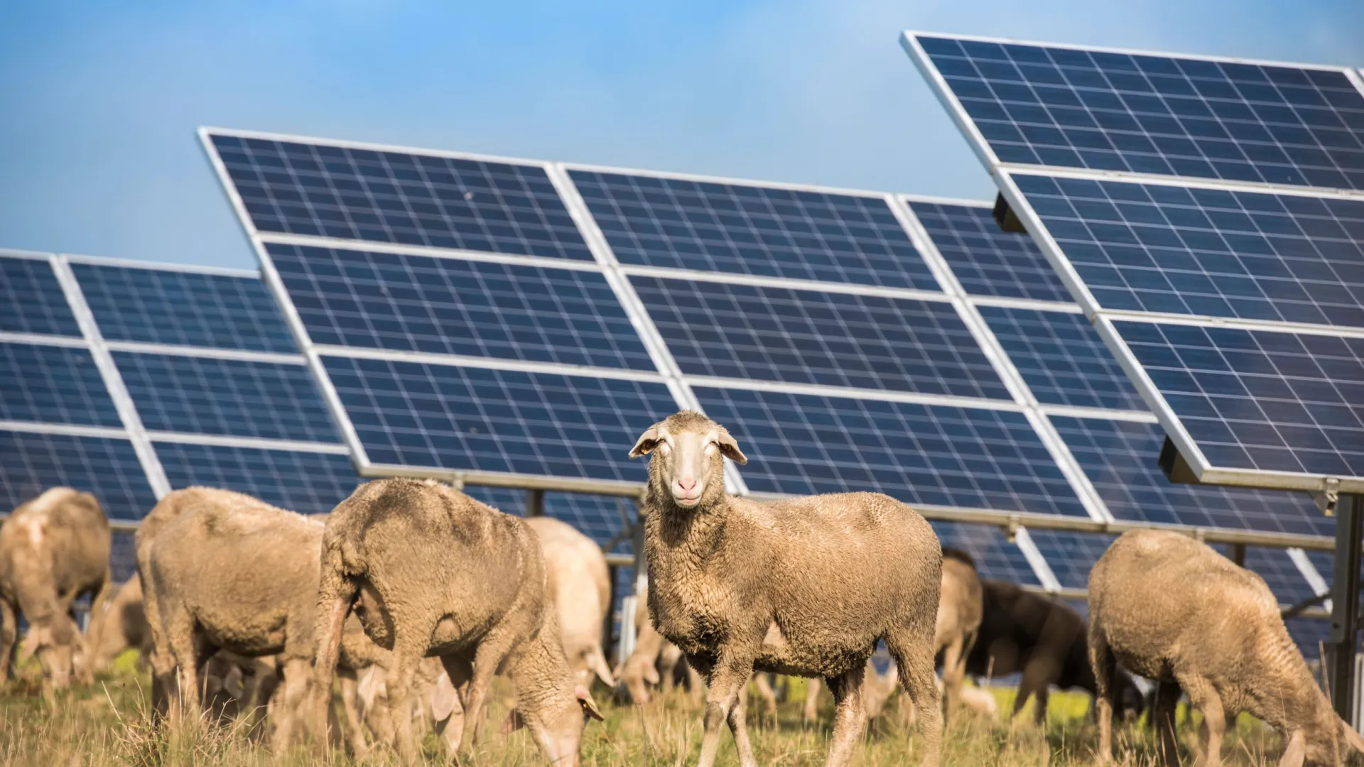 EDP%20Renewables%20Australia.jpg