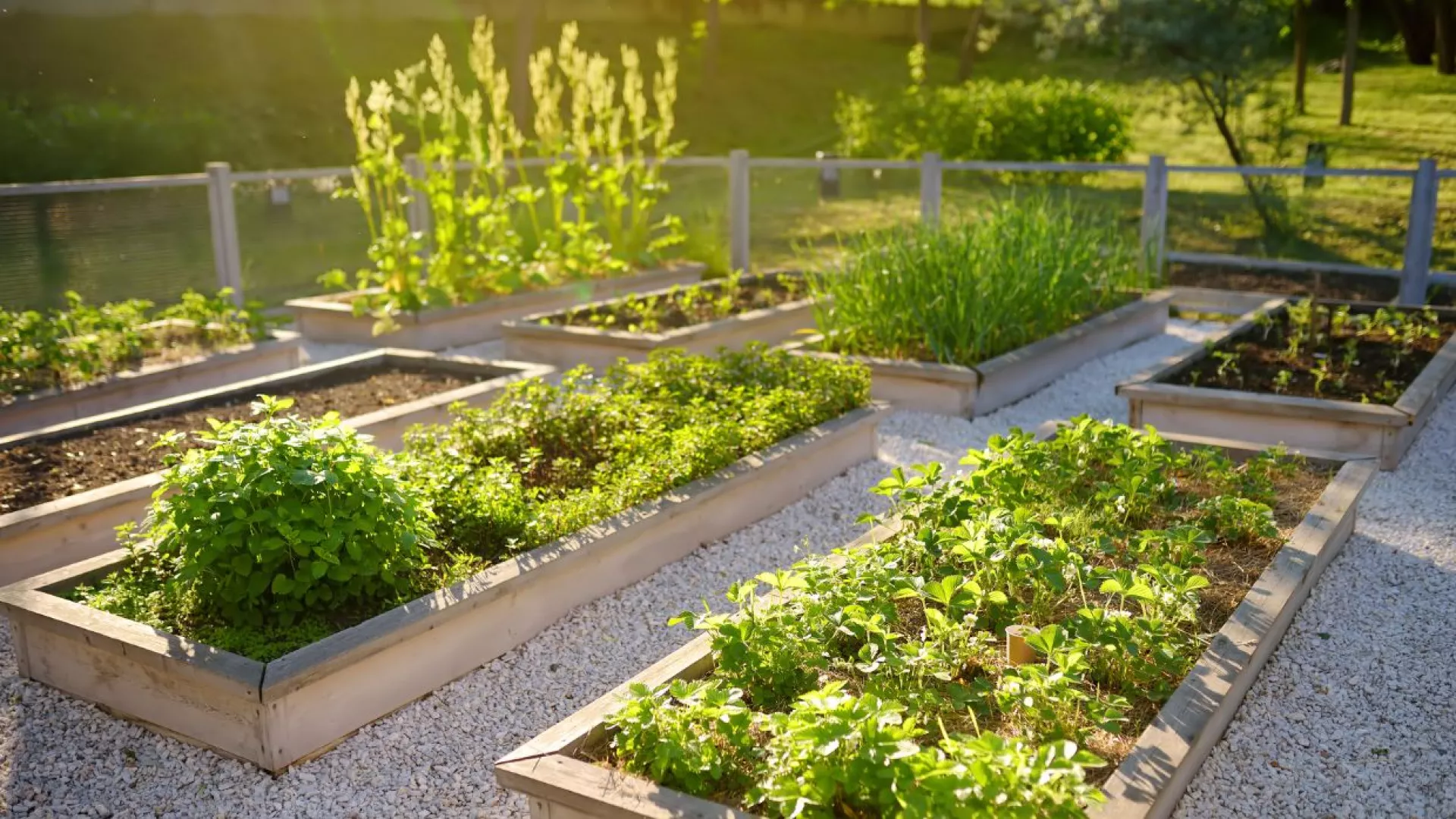 solar%20vegetable%20garden.jpg