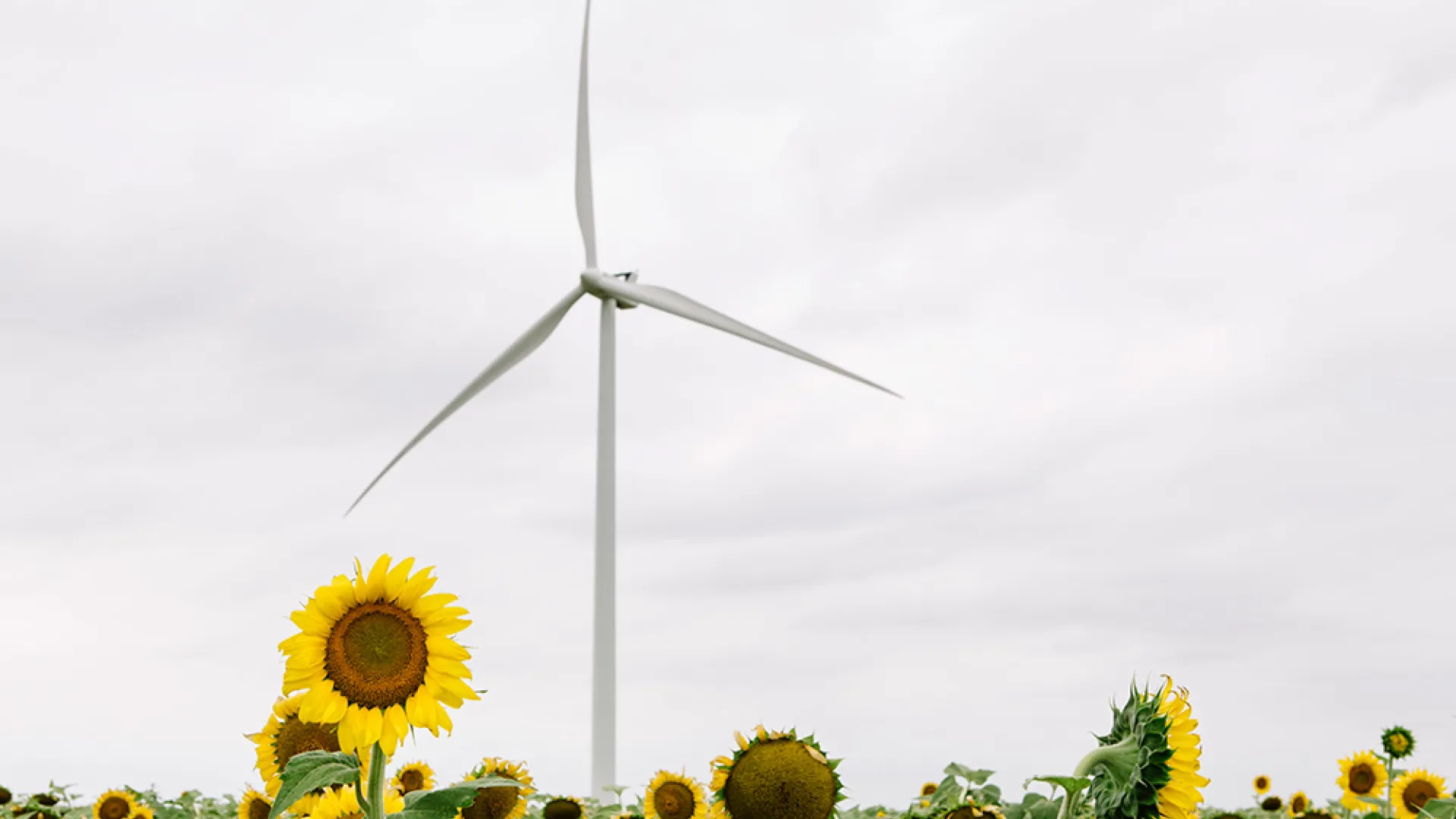 wind_turbine_losmirasoles01.jpg