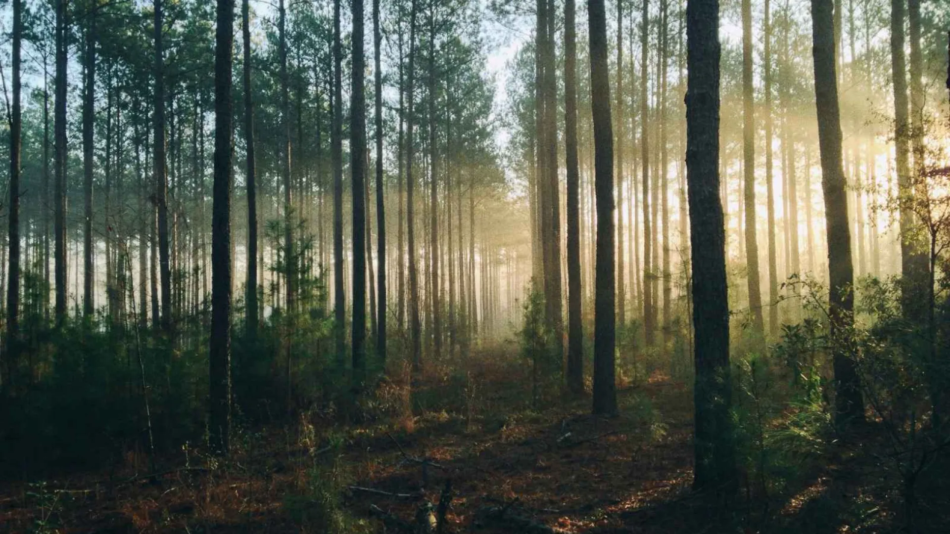 floresta1
