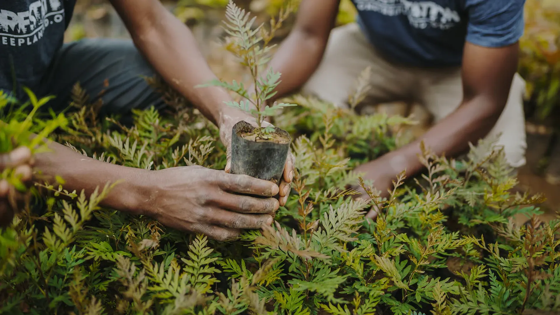 onetreeplant photo