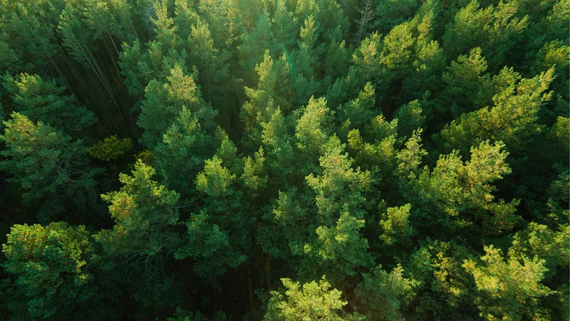 forest