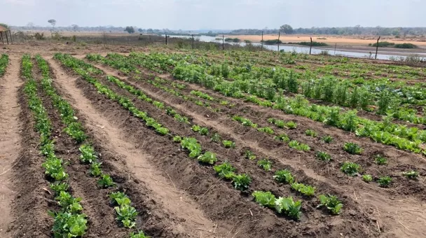Mussoma%20Agri%20plot%201.jpeg