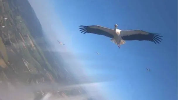 white stork flying