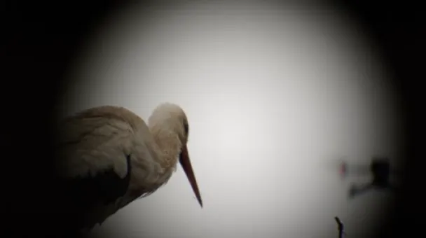 White stork