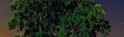 un-cliente-un-arbol.jpg